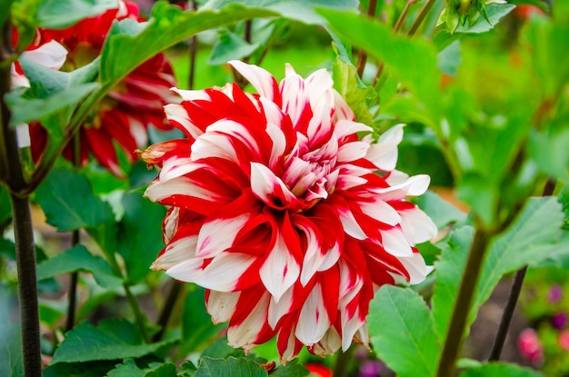 Red Dahlia in the garden on a sunny day.