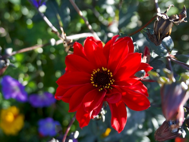 red dahlia on a green background