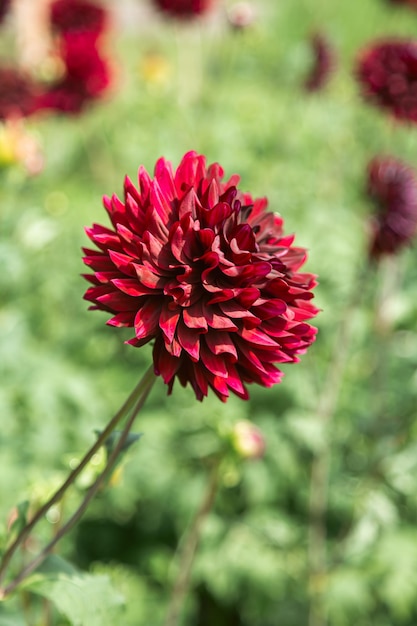 Red dahlias blooming on a blurred garden background