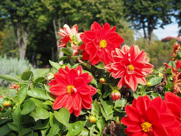 정원에 있는 붉은 달리아 Asteraceae Compositae 가족의 다년생 초본 식물의 속 덩이뿌리와 밝은 색의 큰 꽃 화초 재배 및 원예