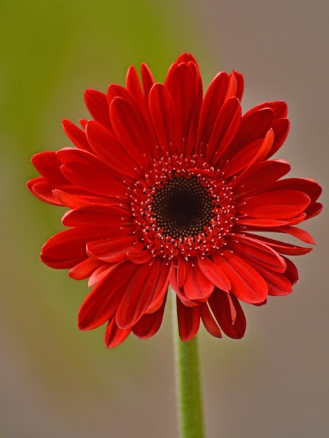 Red daisies are isolated in a blur background