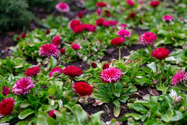 Red daisies in spring