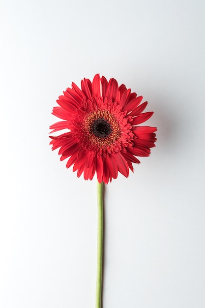 Red daisy flower on white