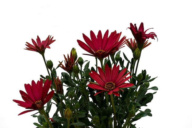 Red daisy flowers and blossoms on a white background