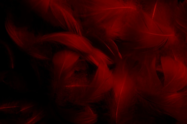 Red Dark Feathers Texture Vitage Background Swan Feathers on Black