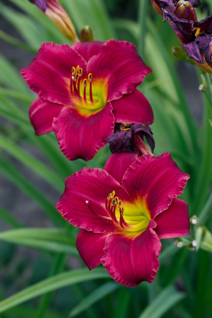 Red daylily flower, Hemerocallis in the summer garden