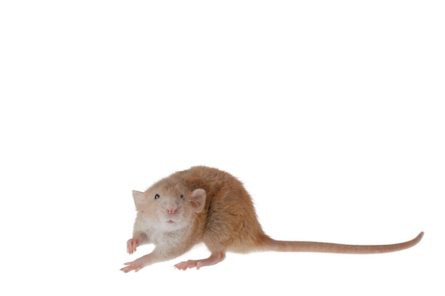 Red decorative rat isolated on a white background Mouse for cutting and copying Photo of a rodent for the inscription and title