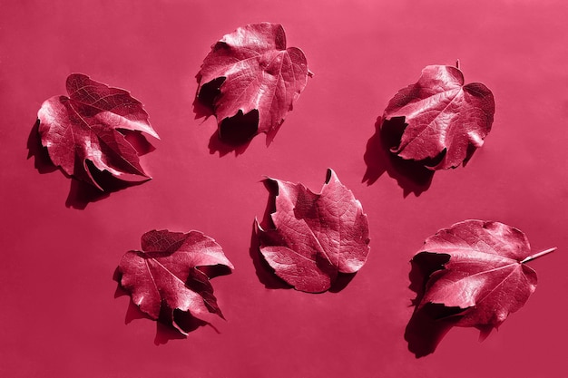 Photo red decorative wild grape leaves on green background decorative fox grape autumn fallen leaf parthenocissus tricuspidata