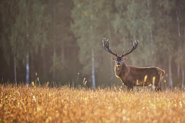 秋の森に対する秋のアカシカ。鹿と秋の風景。 Cervus Elaphus自然の生息地。