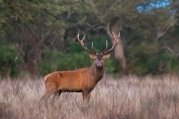 Red Deer in calden forest environment Pampas Argentina