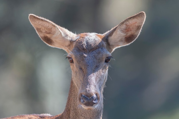 Foto il cervo (cervus elaphus) cordoba, spagna