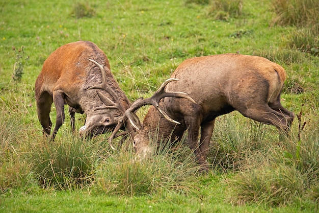 Благородный олень, cervus elaphus, борются во время колеи.