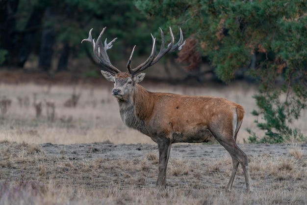 写真 わだち掘れシーズンのアカシカ (cervus elaphus) 鹿