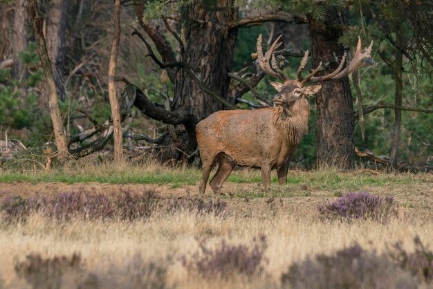 Red deer (Cervus elaphus) stag  in rutting season on the field