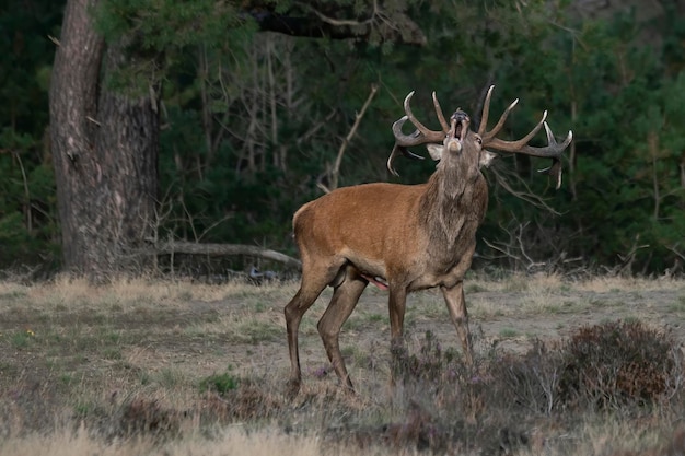 Red deer (Cervus elaphus) stag  in rutting season on the field
