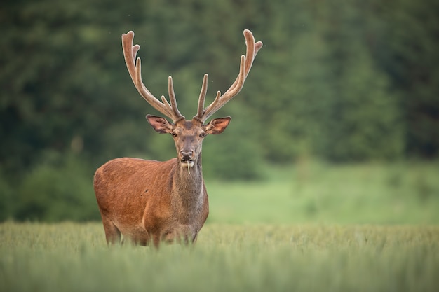 Благородный олень, cervus elaphus, с рогами, растущими в бархате.