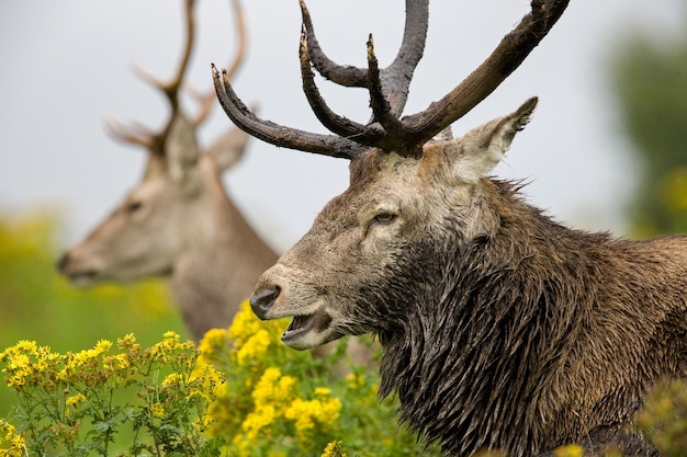 アカシカ Cervus elaphus