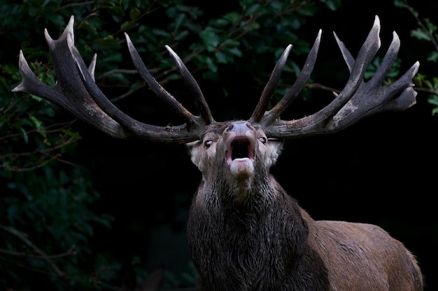 アカシカ Cervus elaphus