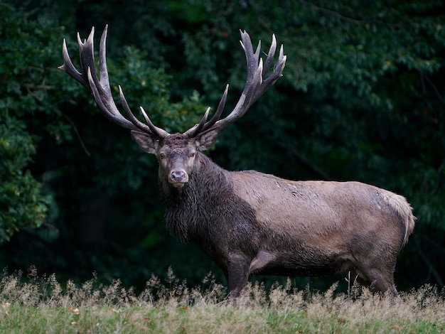 アカシカ Cervus elaphus