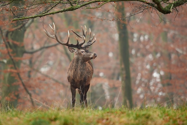 Photo red deer cervus elaphus