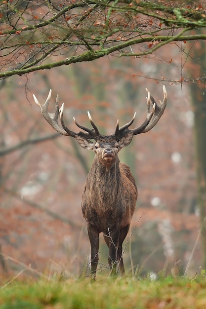 Foto cervo rosso cervus elaphus