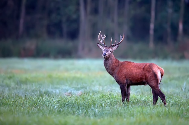 Red deer in a clearing in the wild 