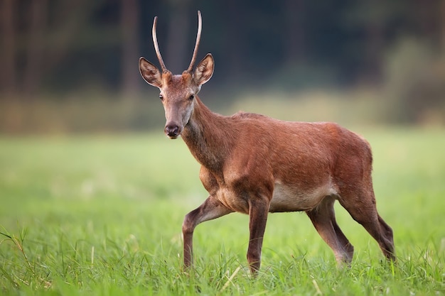 Red deer in a clearing 