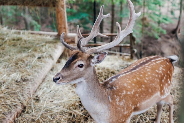 夏の自然の中でカメラに直面しているアカシカ 森で観察する茶色の毛皮を持つ野生動物