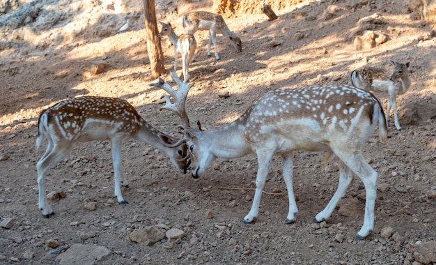 Red deer fawn horned with white spot Cervus elaphus fighting each other at Greek native habitat
