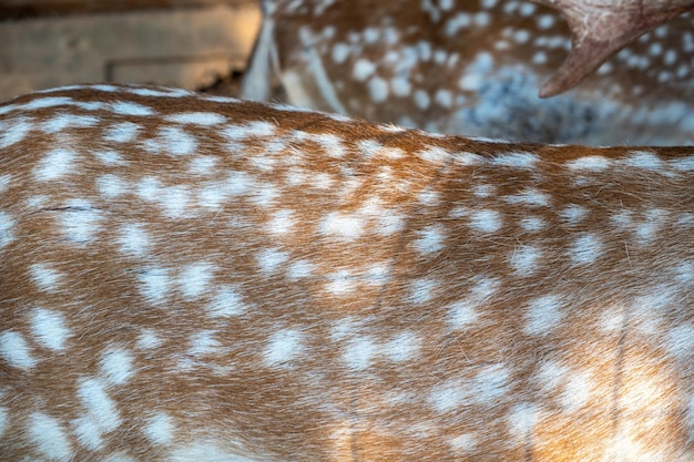 Шкура оленя благородного оленя с белым пятном Cervus elaphus фон Натуральная кожа диких млекопитающих