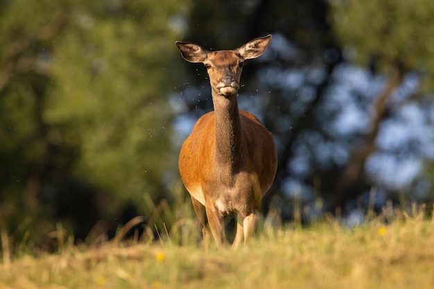 Femmina di cervo rosso che guarda alla telecamera sul campo in primavera Foto Premium