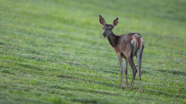 Red deer female looking over the shoulder on grassland