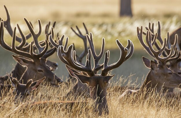 Photo red deer on field