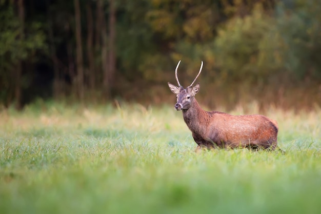Photo a red deer in a field