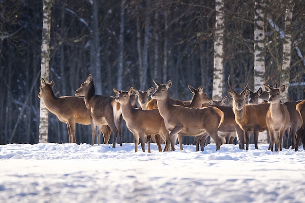 Foto cervi rossi nel parco nazionale della foresta in una fredda giornata invernale