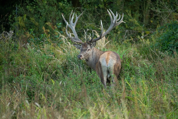 Red deer on the green background during the deer rut in the nature habitat