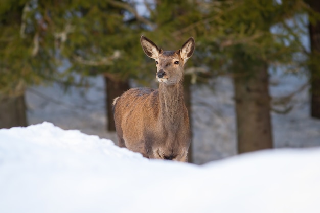 Red deer hind looking in forest in winter nature