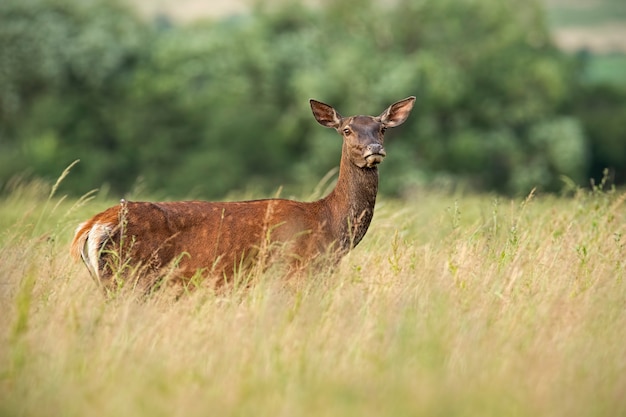 Red deer hind on meadow in summer