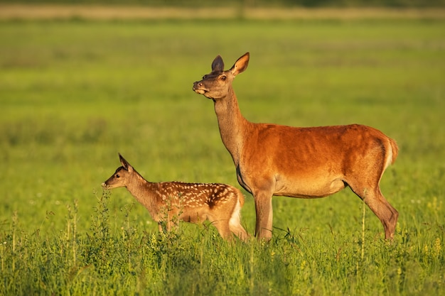 Red deer hind with calf walking at sunset