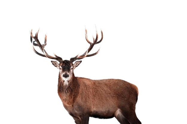 Photo red deer isolated on white background