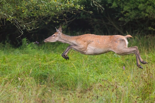 Red deer jumping at green grass