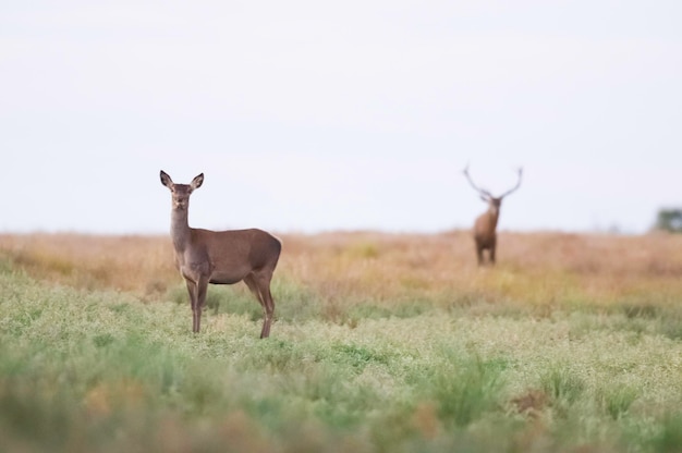 La Pampa Argentina Parque Luro 자연 보호 구역의 붉은 사슴