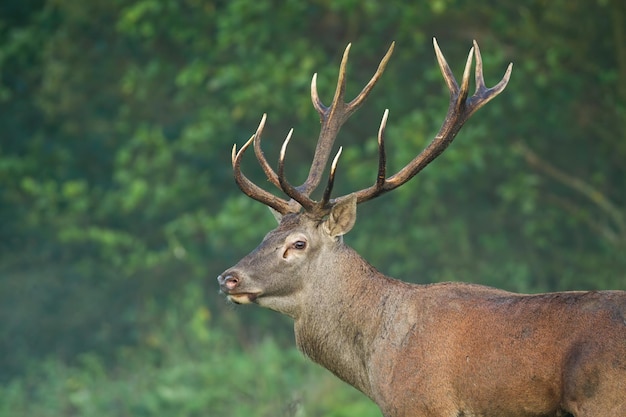 Red deer looking in woodland in autumn in close up