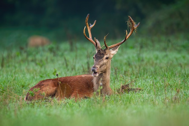 Cervi rossi sdraiati su prati verdi nella natura autunnale