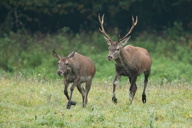 Red deer male chasing female on meadow in autumn.