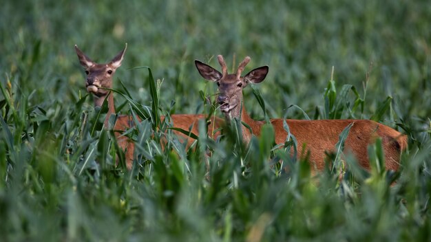 Photo red deer male and female standing in corn in summer.