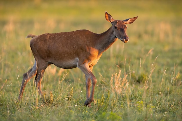 Red deer moving on meadow in summertime sunset light