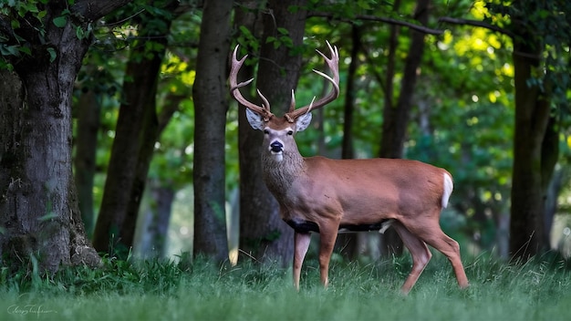 Red deer in the nature habitat during the deer rut european wildlife