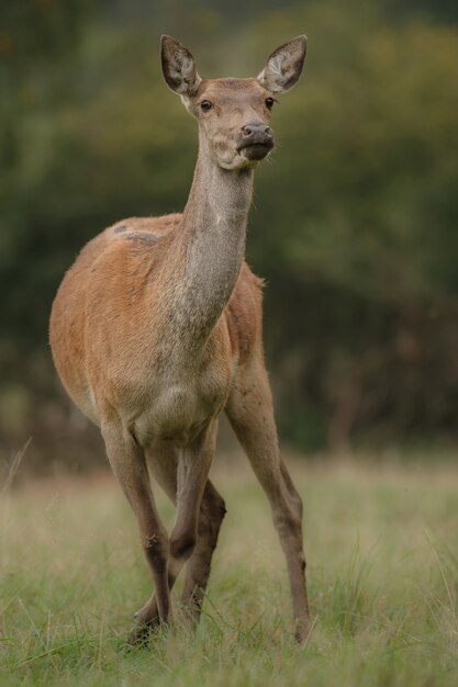 Red deer in the nature habitat during the deer rut