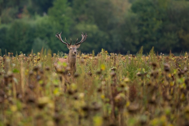 Red deer in the nature habitat during the deer rut